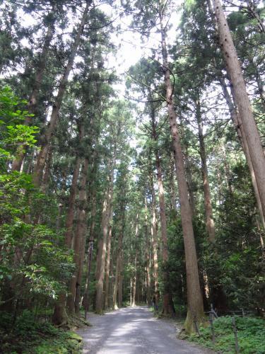 弥彦神社　弥彦山