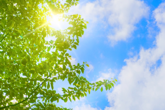 緑　空　光　太陽