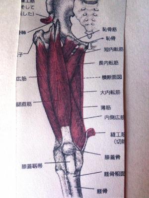 膝　ヨガ解剖学