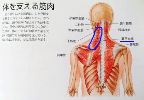 解剖学　僧帽筋　b40.jpg