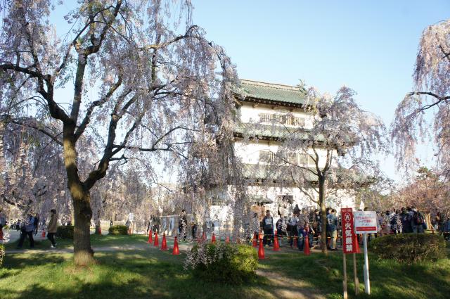 弘前城　桜