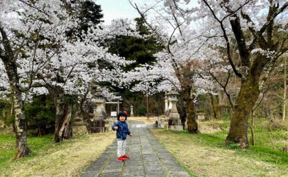 桜　長岡市　悠久山