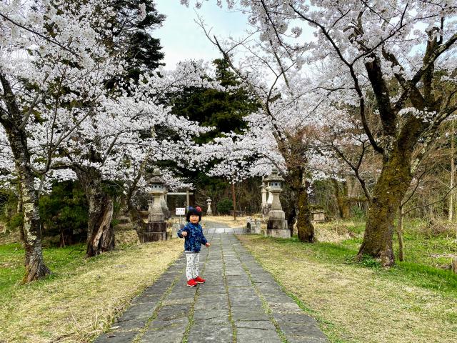 桜　長岡市　悠久山