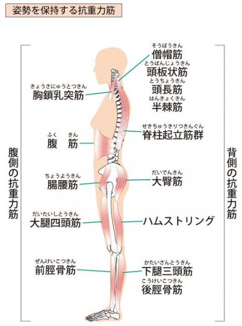 ヨガ　解剖学