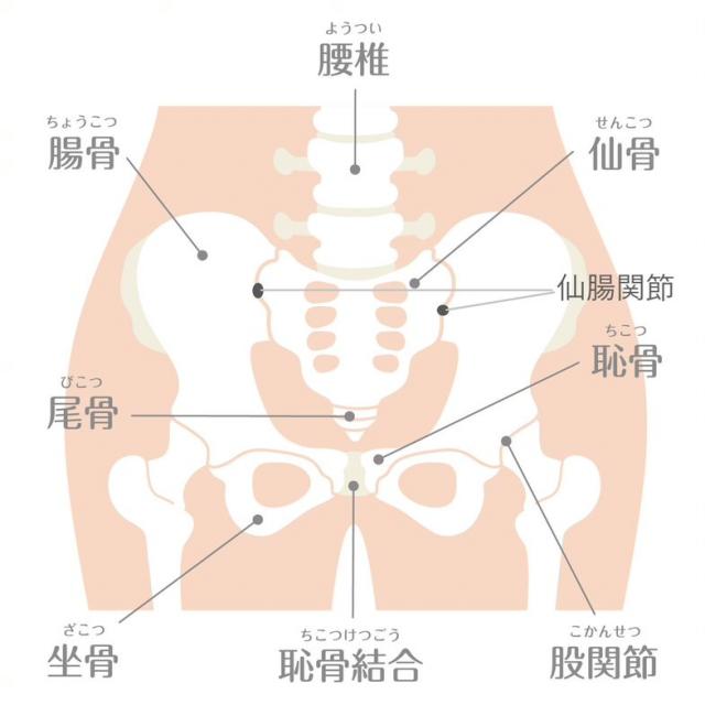 ヨガ解剖学　骨盤帯