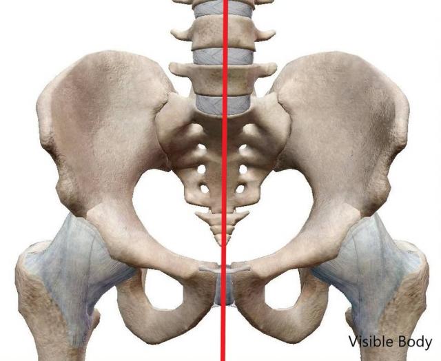 ヨガ解剖学　骨盤　軸