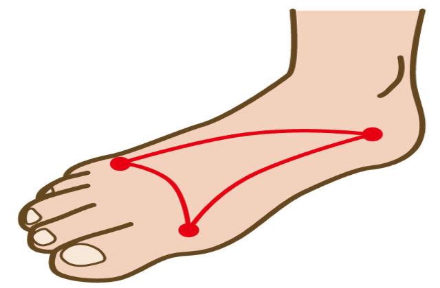 ヨガ解剖学　足のアーチ