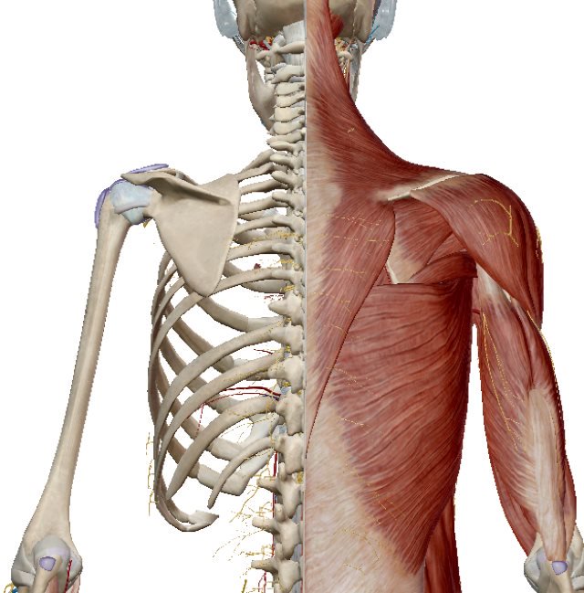 肩甲骨　筋肉　ヨガ解剖学
