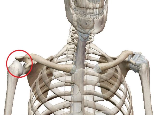 肩関節　ヨガ解剖学