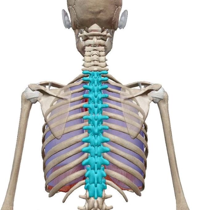 胸椎　ヨガ解剖学